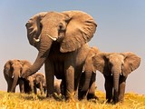 Elephants Interdiction du commerce de l'ivoire